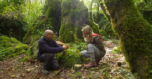 El seor de los bosques. Os Grobos.